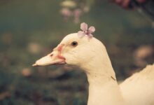 鸭鸭也会emo - 小安听说