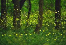 萤火般的爱情 - 小安听说