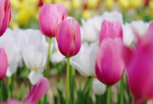 花香四溢的季节 - 小安听说