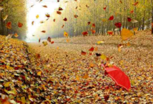 叶子的一生 - 小安听说