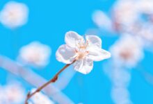 和 解 - 小安听说